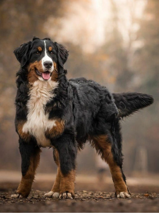 Bernese Mountain Dog | Diamond Painting