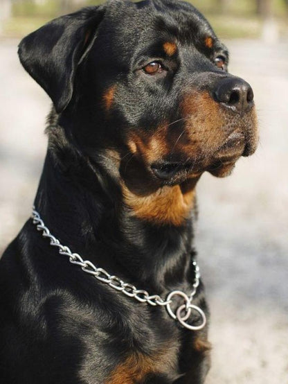 Rottweiler Dog | Diamond Painting