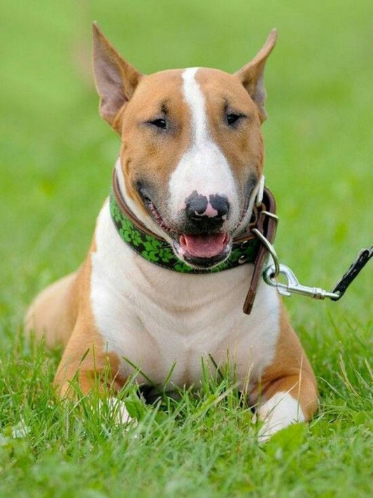 English Bull Terrier Dog | Diamond Painting