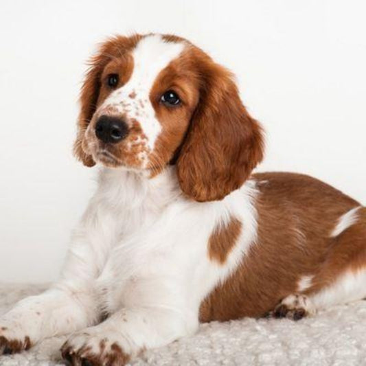 Brittany Spaniel Dog | Diamond Painting
