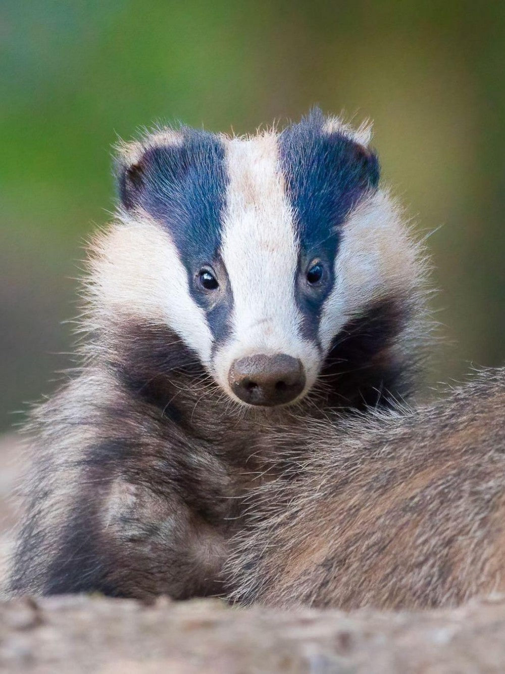 Badger | Diamond Painting