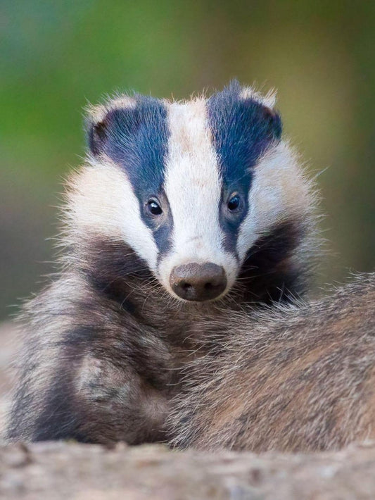 Badger | Diamond Painting