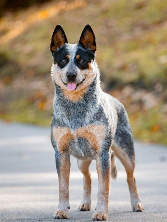 Cattle Dog (Blue Heeler) | Diamond Painting