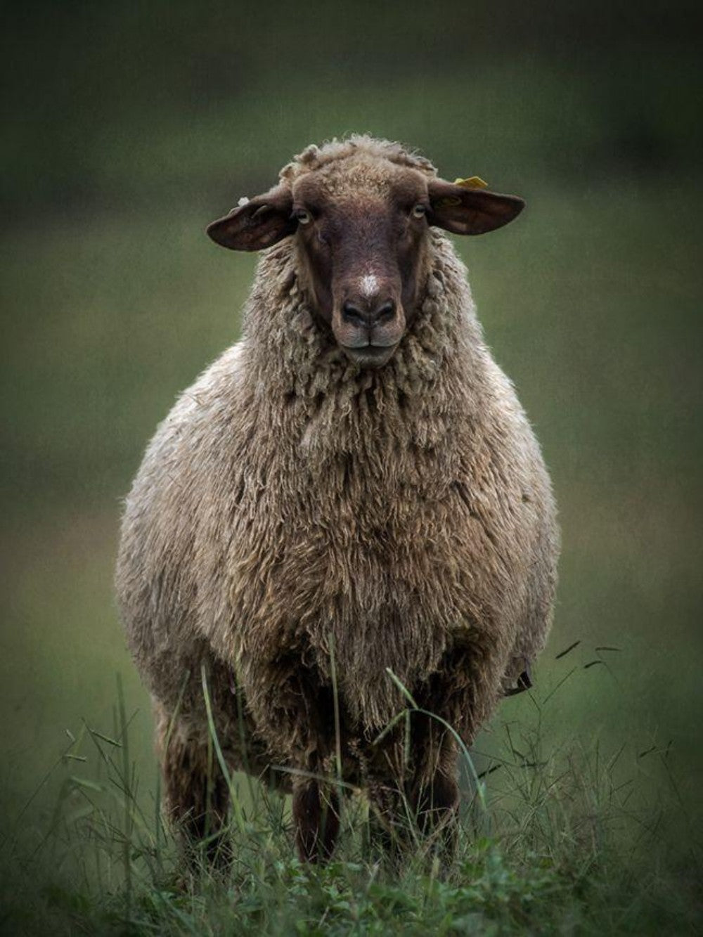 Sheep | Diamond Painting
