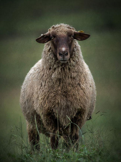 Sheep | Diamond Painting
