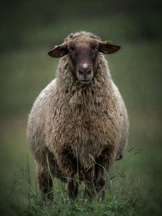 Sheep | Diamond Painting