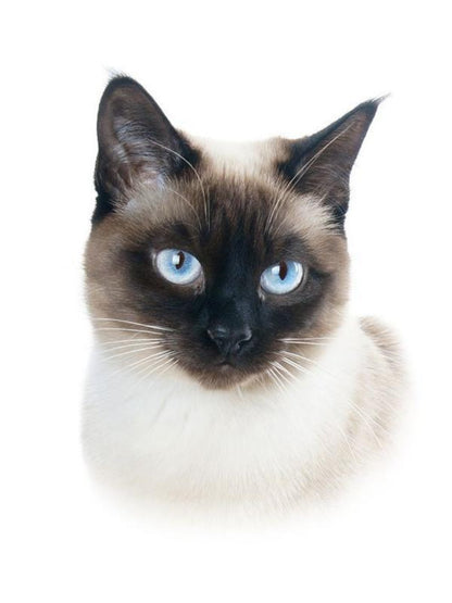 Siamese Cat | Diamond Painting
