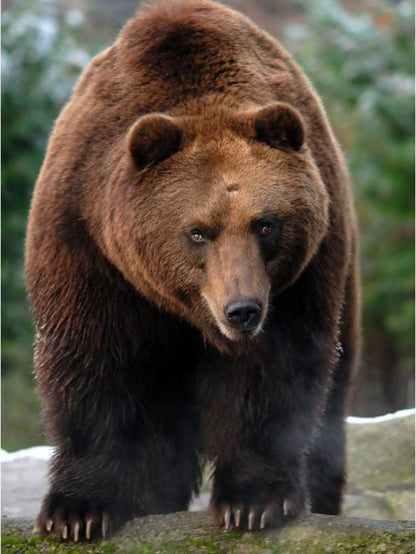 Brown Bear | Diamond Painting