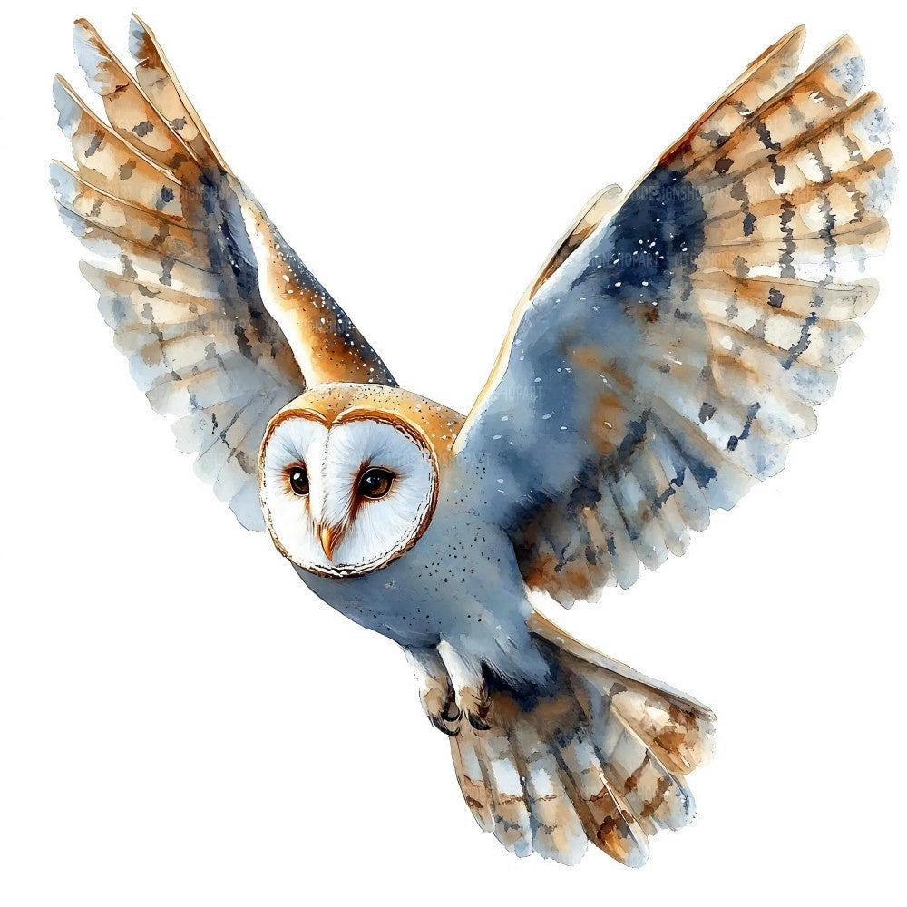 Barn Owl | Diamond Painting