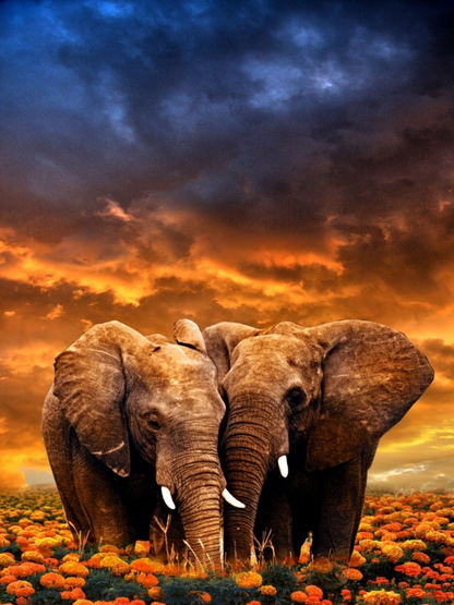 Elephant | Diamond Painting