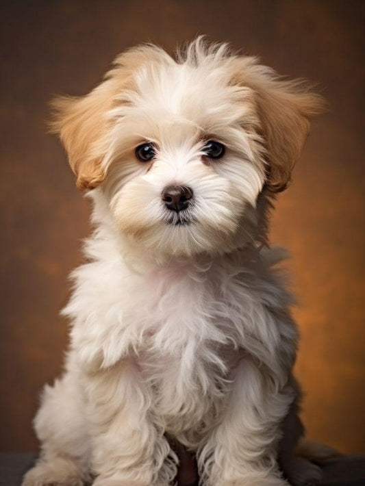 Havanese Dog | Diamond Painting