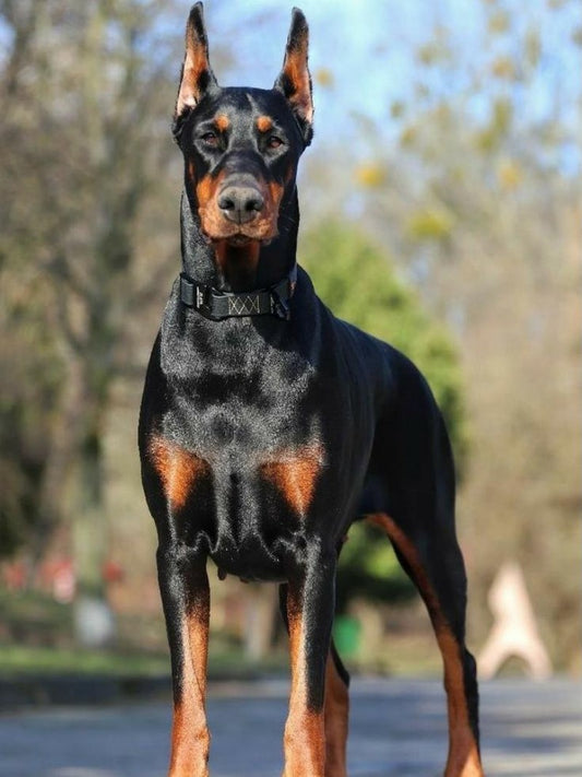 Dog Doberman | Diamond Painting