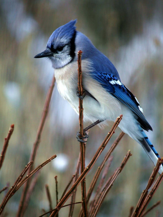 Blue Jay | Diamond Painting