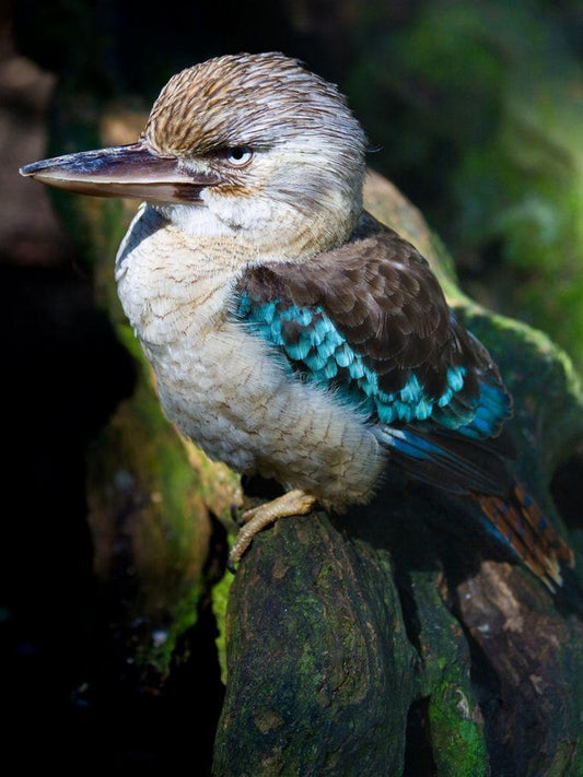 Kookaburra | Diamond Painting