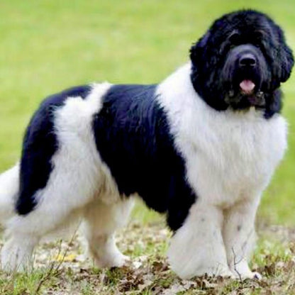Newfoundland Dog | Diamond Painting