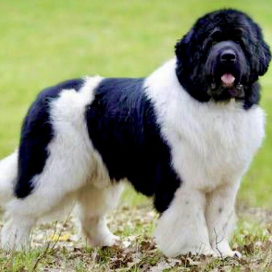 Newfoundland Dog | Diamond Painting