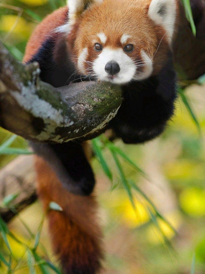 Red Panda | Diamond Painting