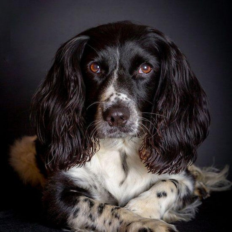 English Springer Spaniel Dog | Diamond Painting