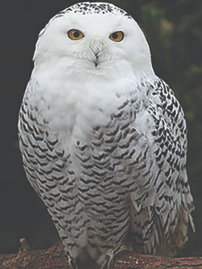 Snowy owl (White Owl) | Diamond Painting