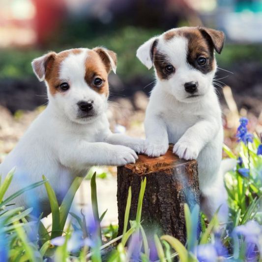 Dog Jack Russell | Diamond Painting