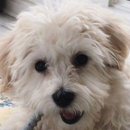 Havanese Dog | Diamond Painting