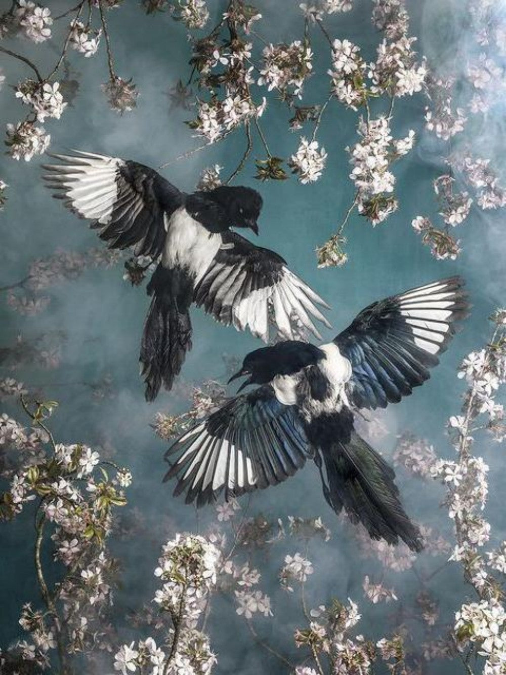 Magpie | Diamond Painting