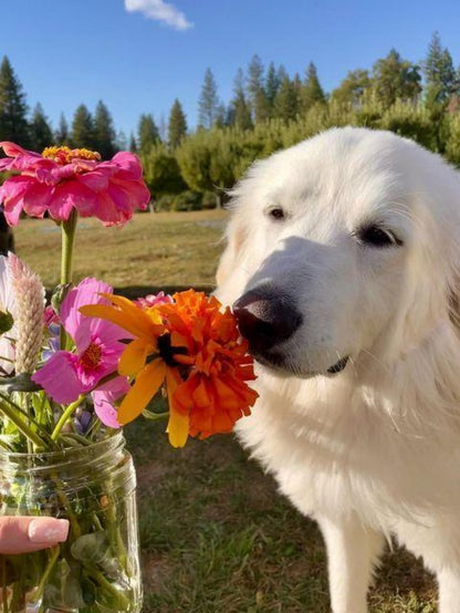 Great Pyrenees Dog | Diamond Painting