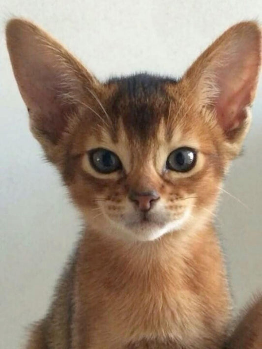 Abyssinian Cat | Diamond Painting