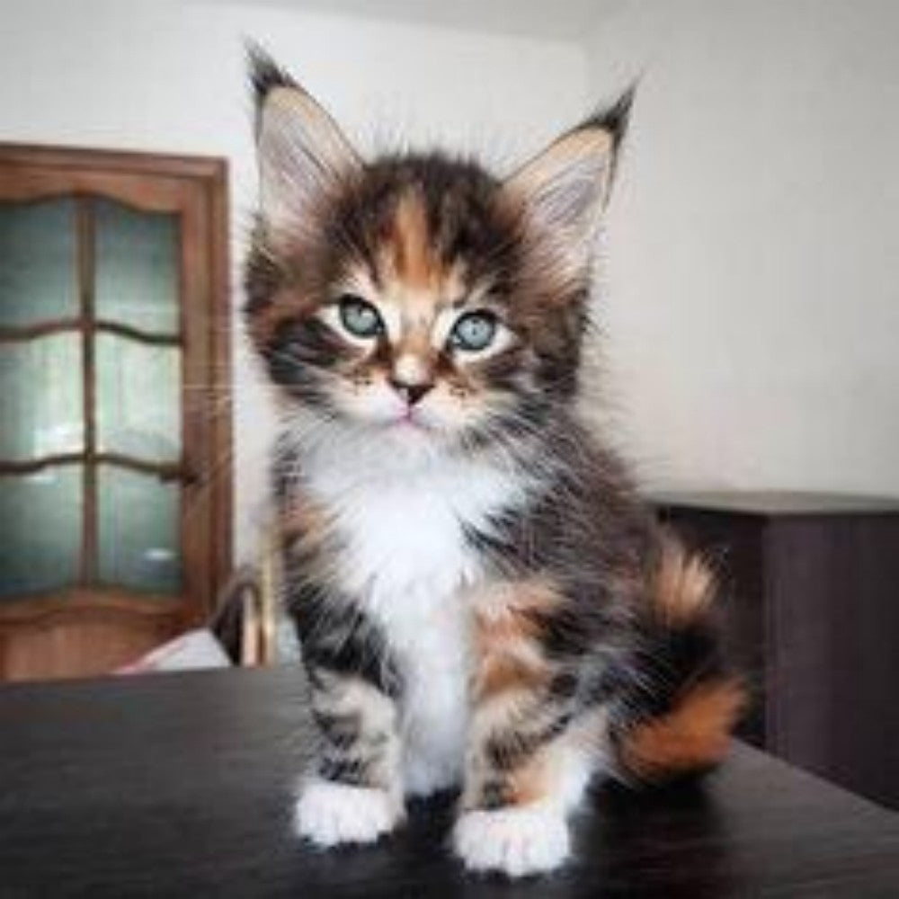 Maine Coon | Diamond Painting