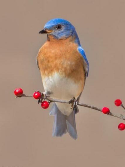 Blue Bird | Diamond Painting