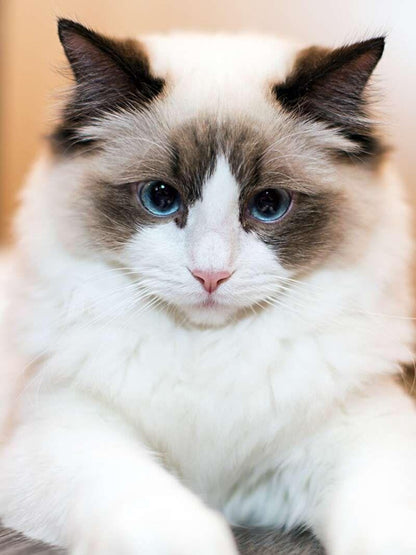 Ragdoll Cat | Diamond Painting