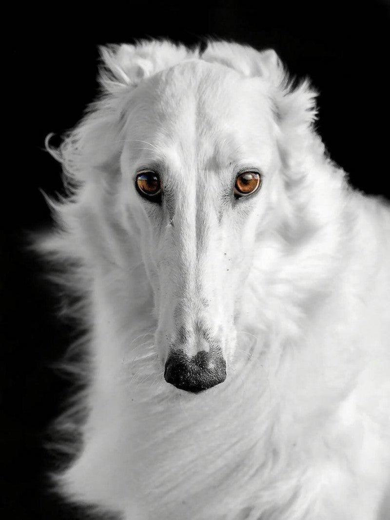 Greyhound Dog | Diamond Painting