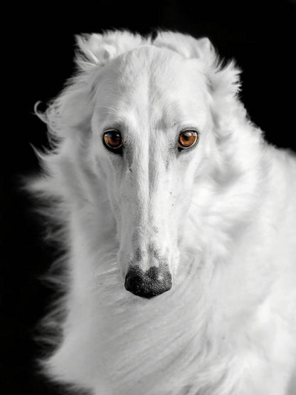 Greyhound Dog | Diamond Painting