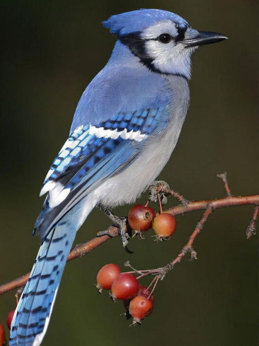 Blue Jay | Diamond Painting