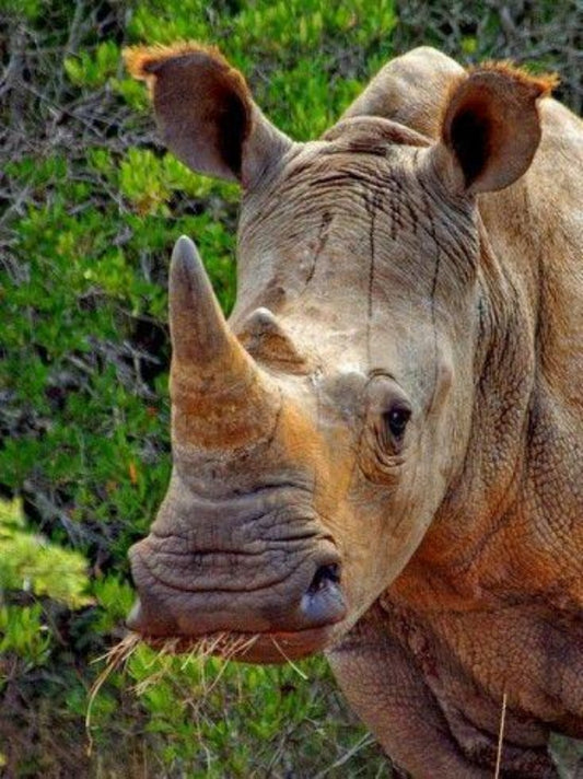 Rhino | Diamond Painting