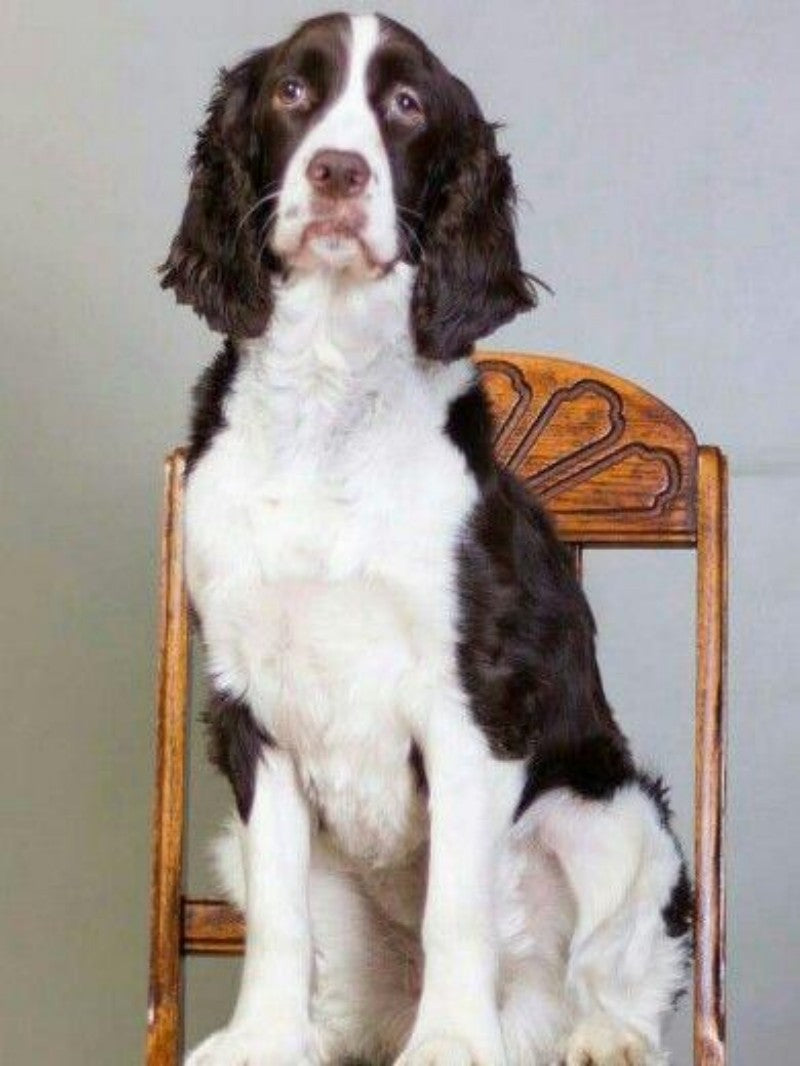 English Springer Spaniel Dog | Diamond Painting