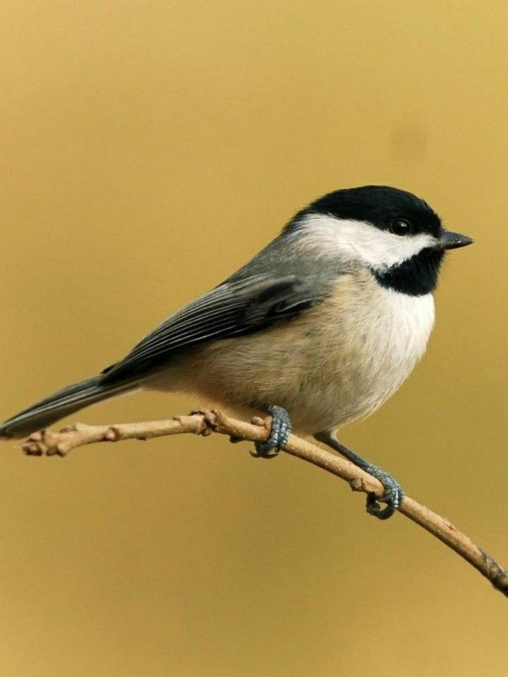 Chickadee | Diamond Painting