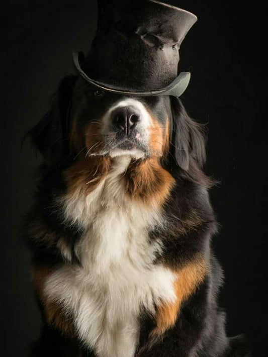 Bernese Mountain Dog | Diamond Painting