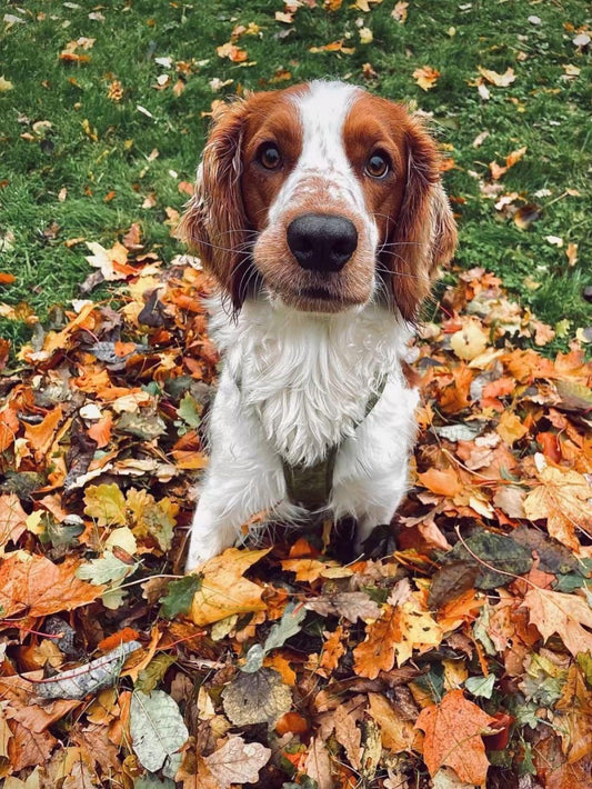 English Springer Spaniel Dog | Diamond Painting