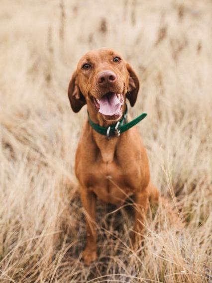 Vizsla Dog | Diamond Painting