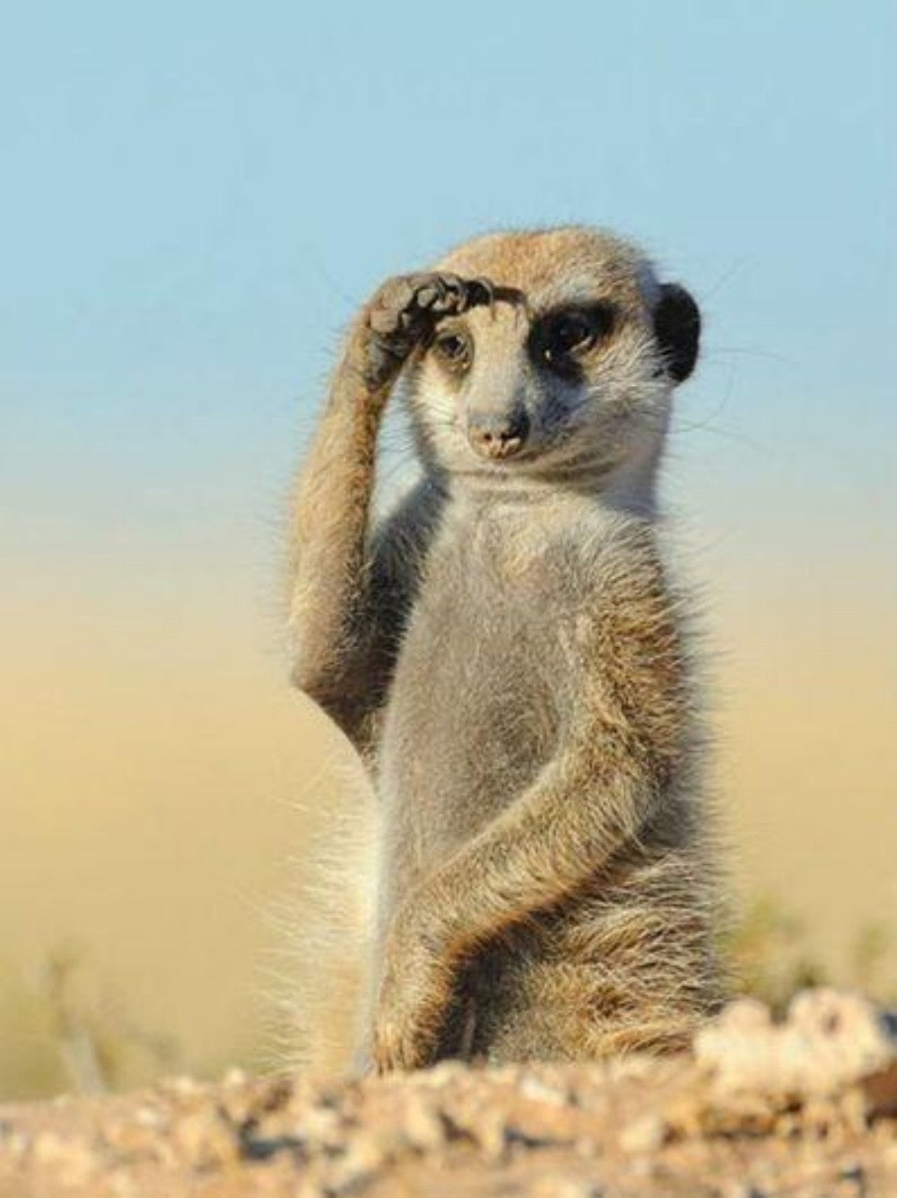 Meerkat | Diamond Painting