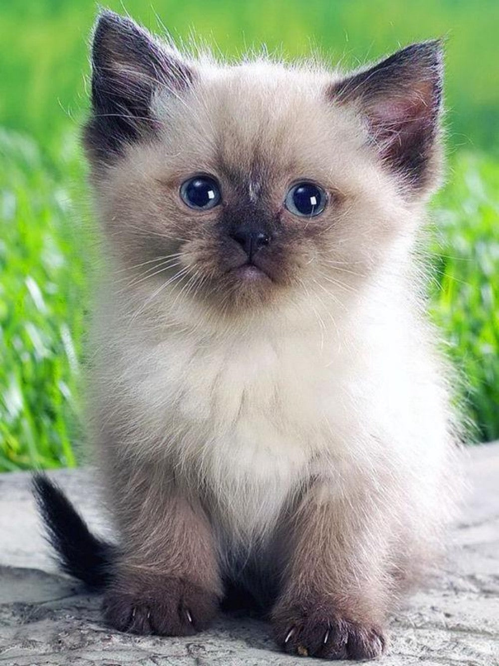 Siamese Cat | Diamond Painting