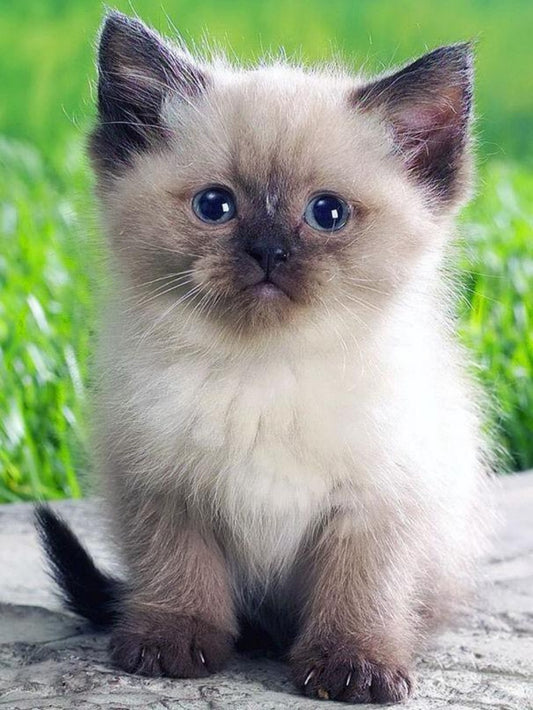 Siamese Cat | Diamond Painting