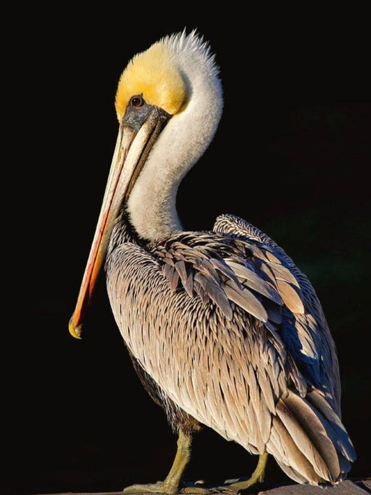 Pelican | Diamond Painting