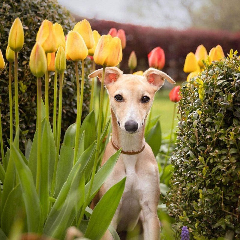 Cottage Garden Dog | Diamond Painting