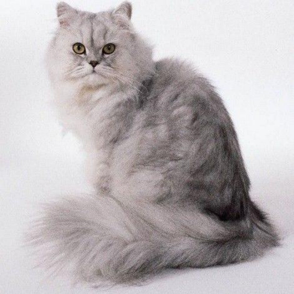 Persian Cat | Diamond Painting