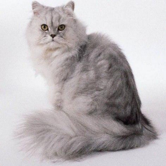 Persian Cat | Diamond Painting