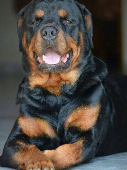 Rottweiler Dog | Diamond Painting