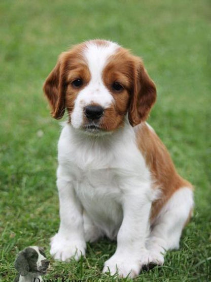 Brittany Spaniel Dog | Diamond Painting