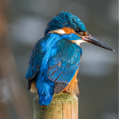 Kingfisher | Diamond Painting